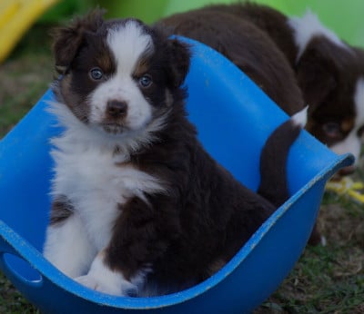 Les chiots de Berger Américain Miniature 