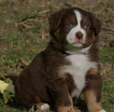 Les chiots de Berger Américain Miniature 