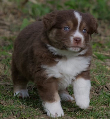 Les chiots de Berger Américain Miniature 