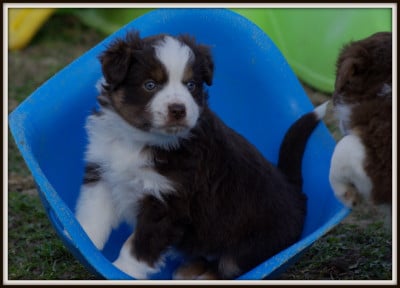Les chiots de Berger Américain Miniature 