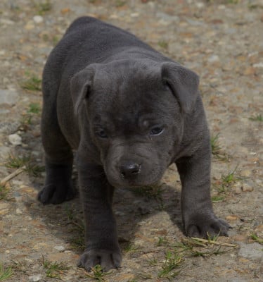 Les chiots de Staffordshire Bull Terrier