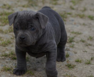 Les chiots de Staffordshire Bull Terrier
