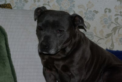 Les chiots de Staffordshire Bull Terrier