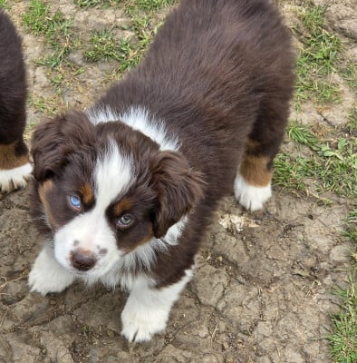 F 2 collier rose pale BONNIE - Berger Américain Miniature 