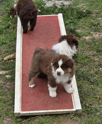 M B rose - bellamy - Berger Américain Miniature 