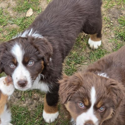 F 7 rouge BELLA - Berger Américain Miniature 