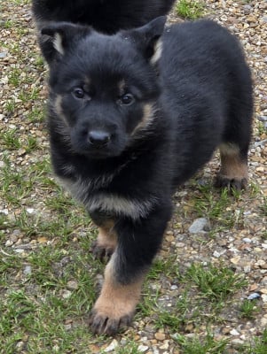 Les chiots de Berger Allemand