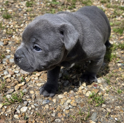 Les chiots de Staffordshire Bull Terrier