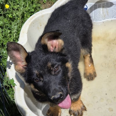 Les chiots de Berger Allemand