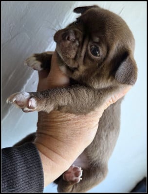 Les chiots de Chihuahua