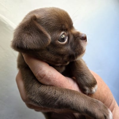 Les chiots de Chihuahua