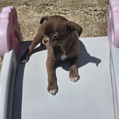 Les chiots de Chihuahua