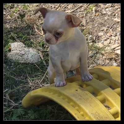 Les chiots de Chihuahua