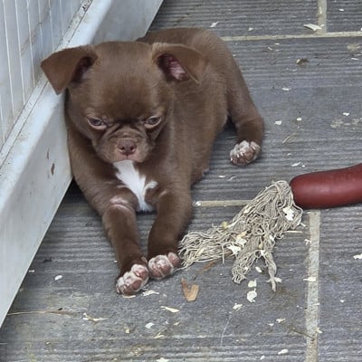 Les chiots de Chihuahua