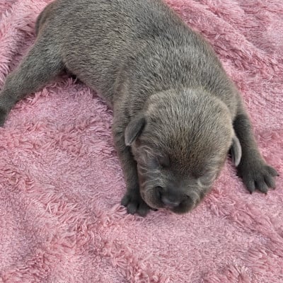 Les chiots de Staffordshire Bull Terrier