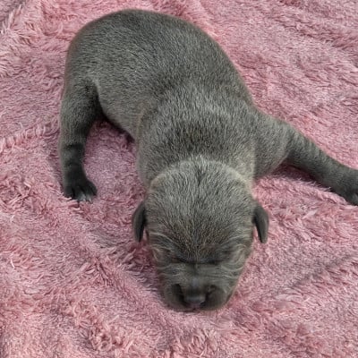 Les chiots de Staffordshire Bull Terrier