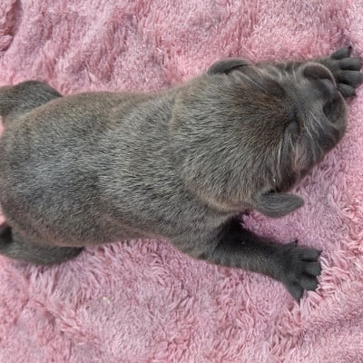 Les chiots de Staffordshire Bull Terrier
