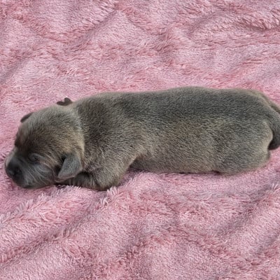 Les chiots de Staffordshire Bull Terrier