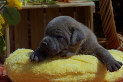 Les chiots de Staffordshire Bull Terrier