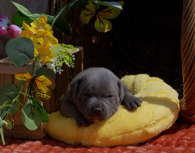 Les chiots de Staffordshire Bull Terrier
