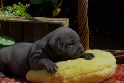Les chiots de Staffordshire Bull Terrier