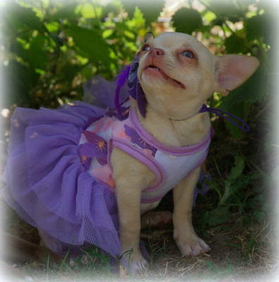 Les chiots de Chihuahua
