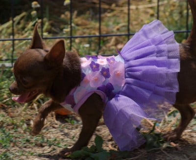 Les chiots de Chihuahua