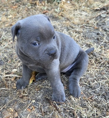 Les chiots de Staffordshire Bull Terrier