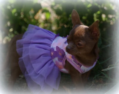 Les chiots de Chihuahua