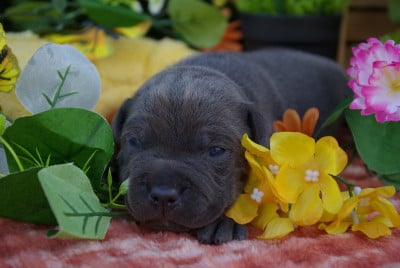 Les chiots de Staffordshire Bull Terrier