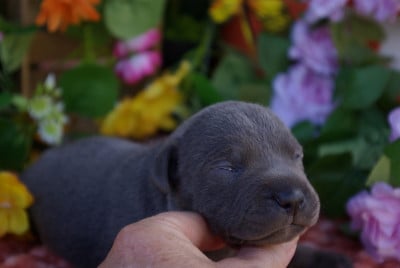 Les chiots de Staffordshire Bull Terrier