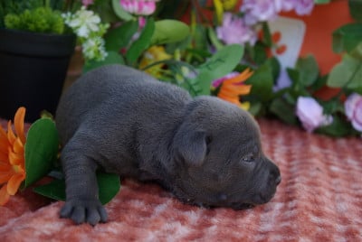Les chiots de Staffordshire Bull Terrier
