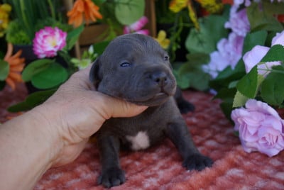 Les chiots de Staffordshire Bull Terrier