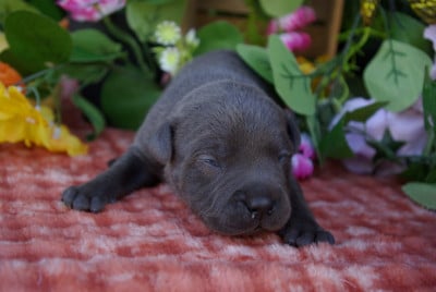 Les chiots de Staffordshire Bull Terrier
