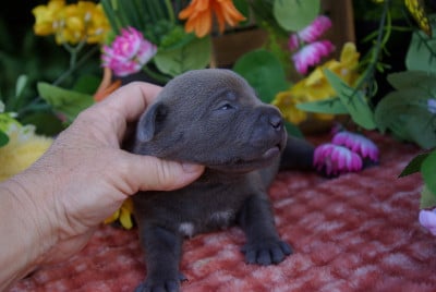 Les chiots de Staffordshire Bull Terrier