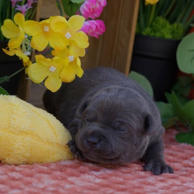 Les chiots de Staffordshire Bull Terrier