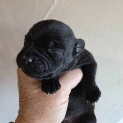 belley - Staffordshire Bull Terrier