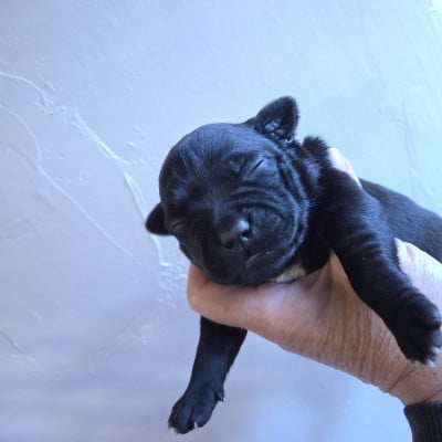 bervely - Staffordshire Bull Terrier