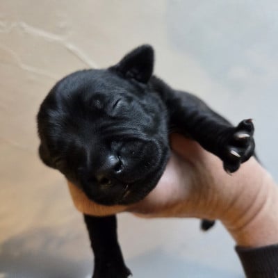 bagdad - Staffordshire Bull Terrier