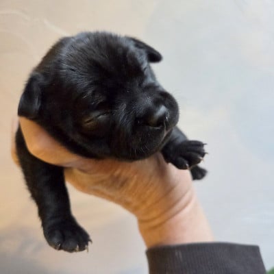 balkans - Staffordshire Bull Terrier