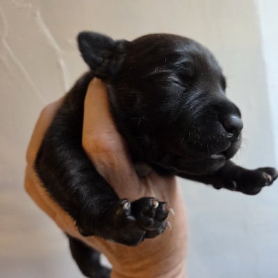Staffordshire Bull Terrier