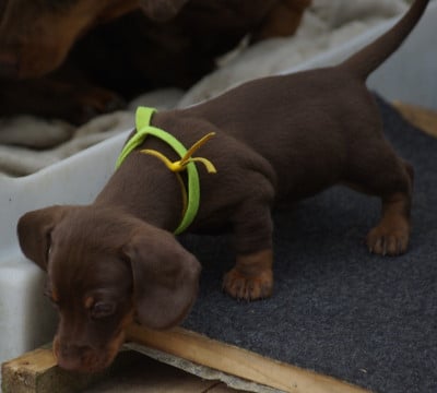 Les chiots de Teckel poil ras