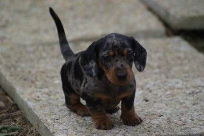 Les chiots de Teckel poil ras