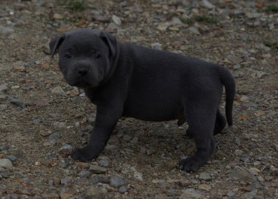 Les chiots de Staffordshire Bull Terrier