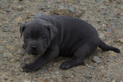 Les chiots de Staffordshire Bull Terrier