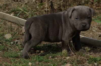 Les chiots de Staffordshire Bull Terrier