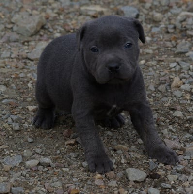 Les chiots de Staffordshire Bull Terrier