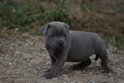 Les chiots de Staffordshire Bull Terrier