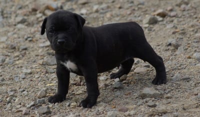 Les chiots de Staffordshire Bull Terrier