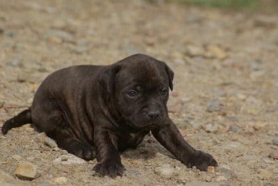 Les chiots de Staffordshire Bull Terrier